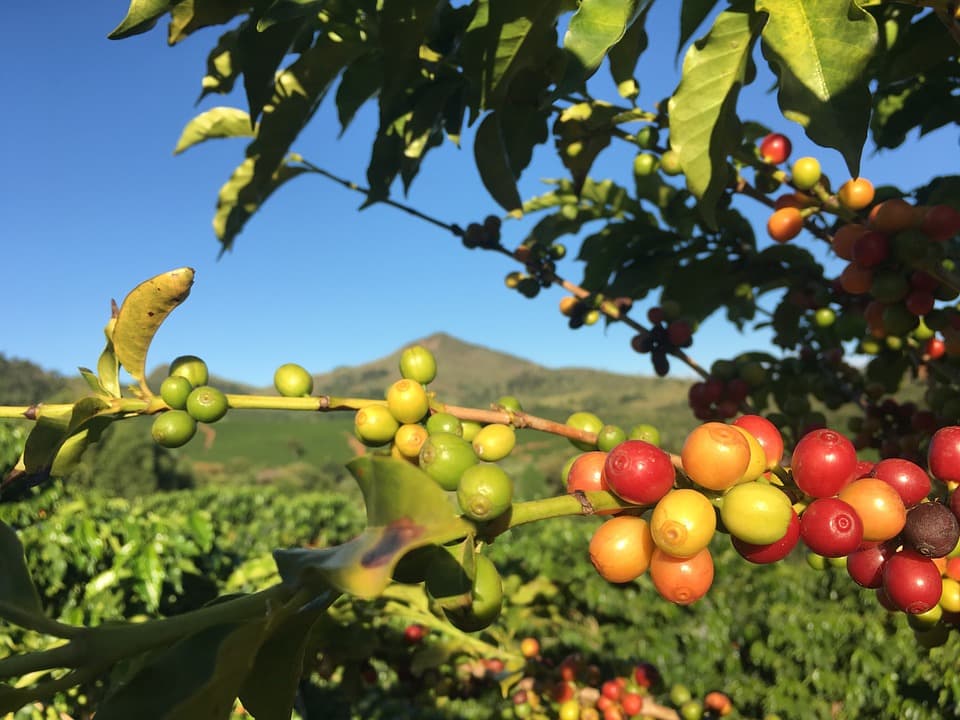 Dia de Campo da Cafeicultura ensina novas práticas para agricultores; veja informações